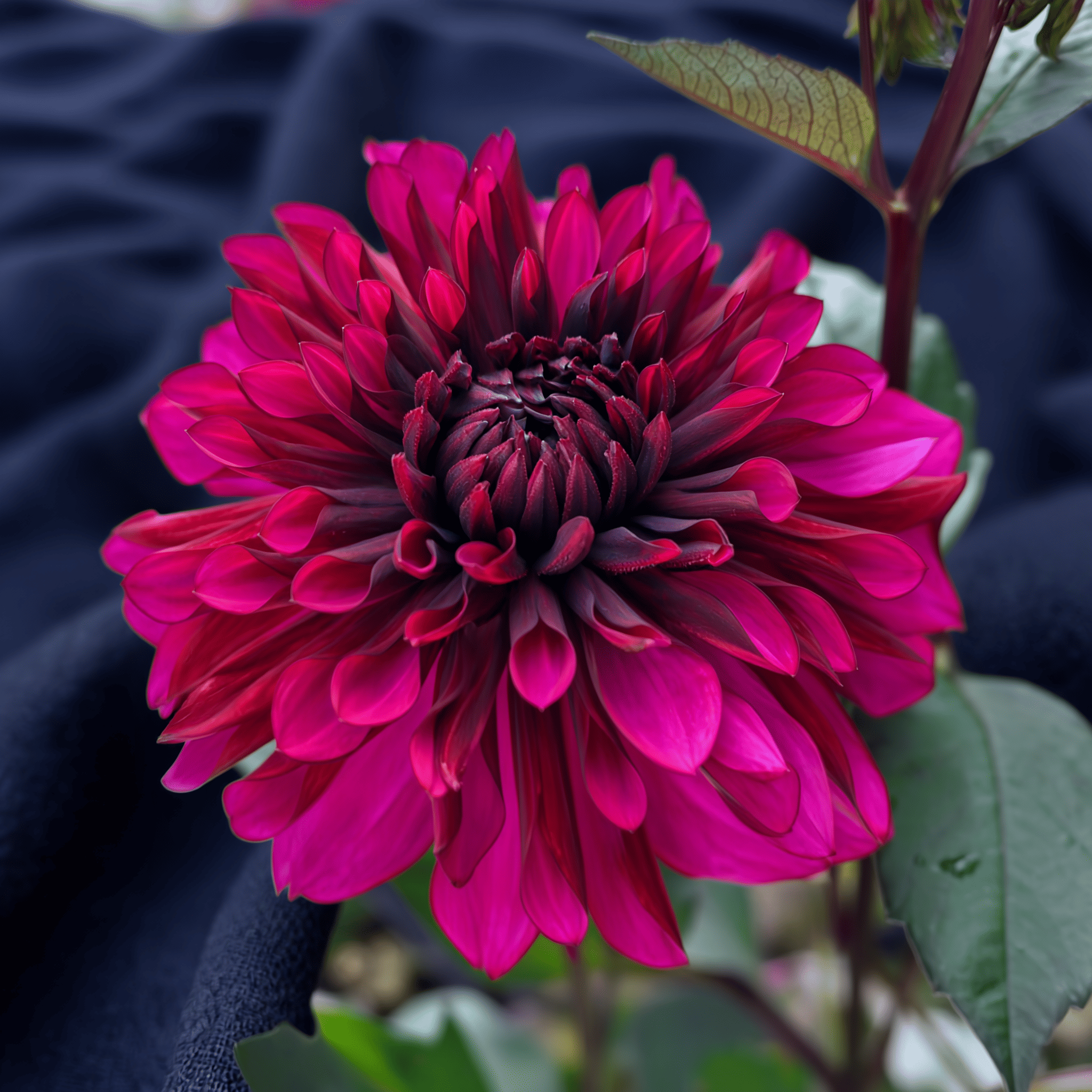 Dahlia Purple Flame