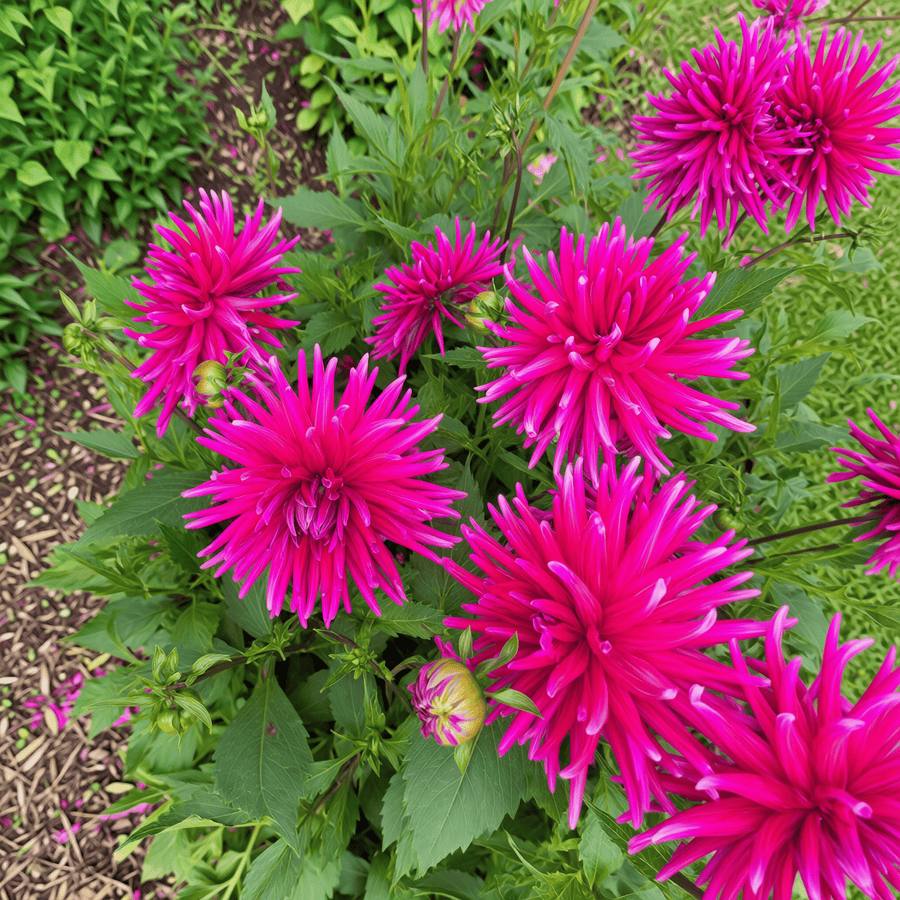 Dahlia Purple Gem