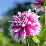 Dahlia Radegast