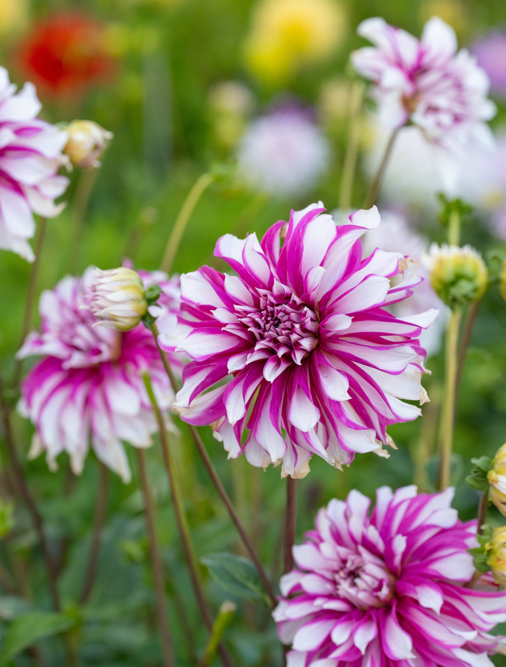 Dahlia Radegast