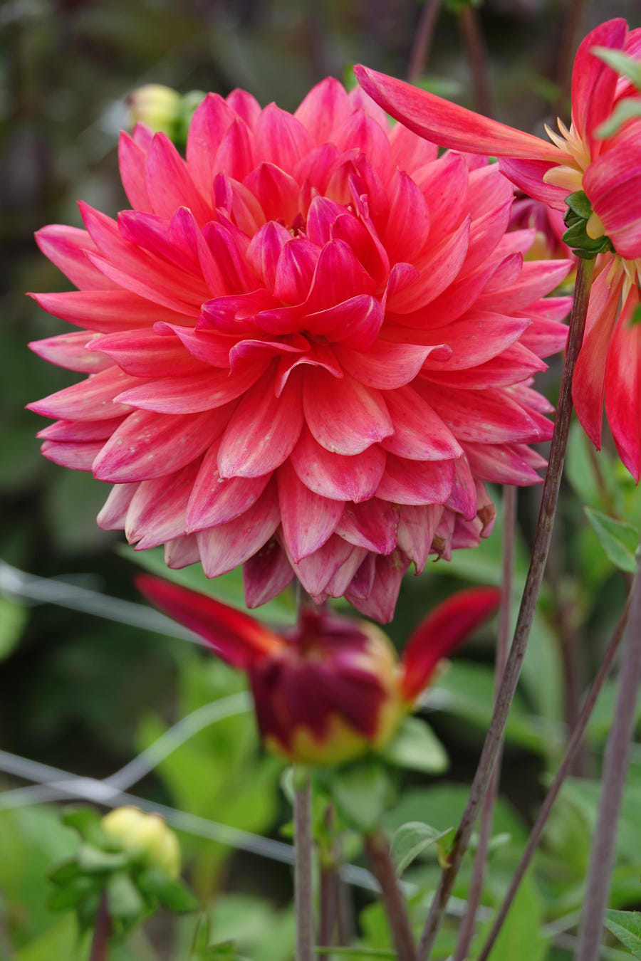 Dahlia Rainbow Silence