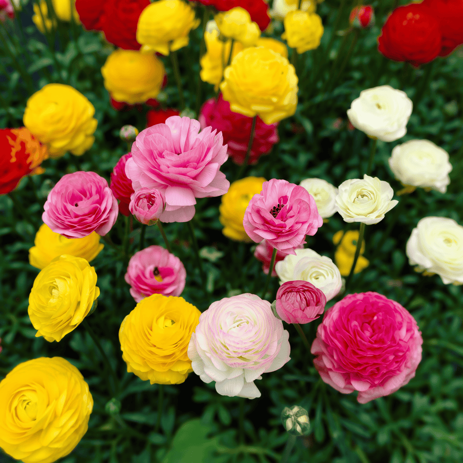 Ranunculus gemengd