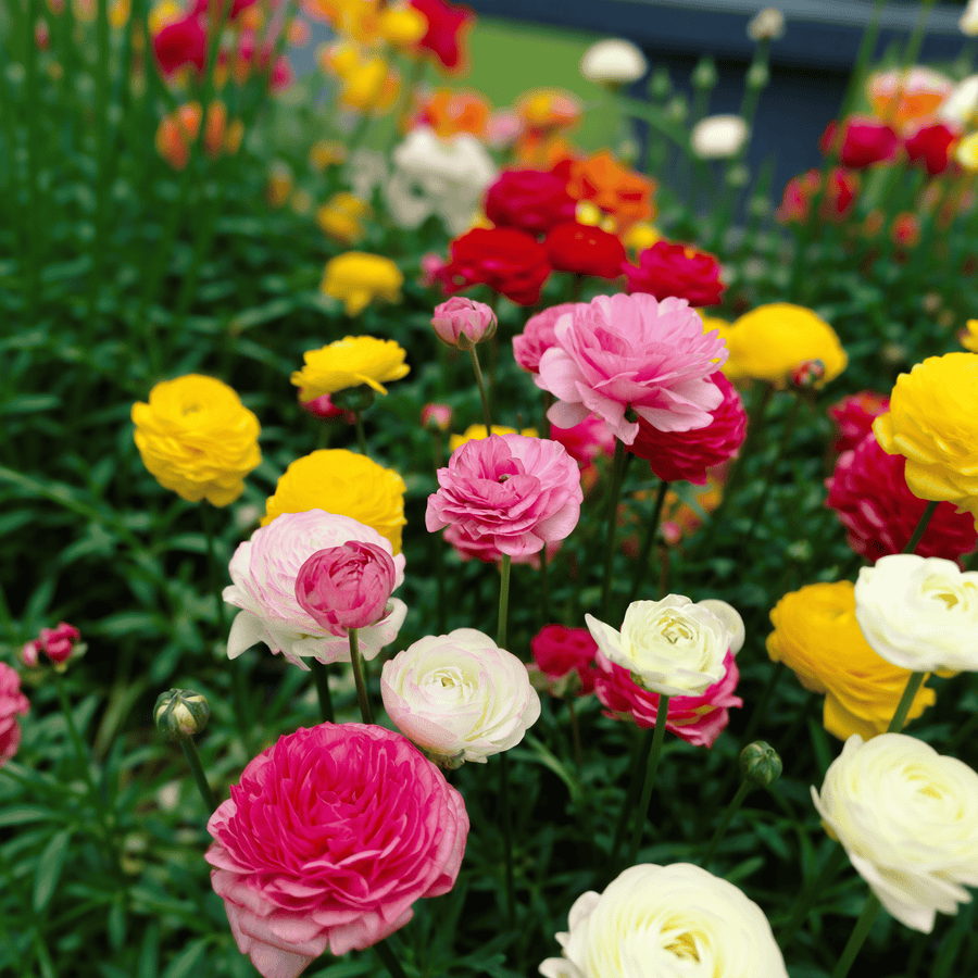 Ranunculus gemengd