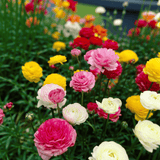 Ranunculus gemengd