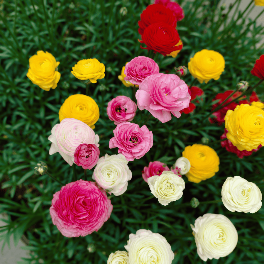 Ranunculus gemengd