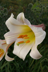 Lilium Regale