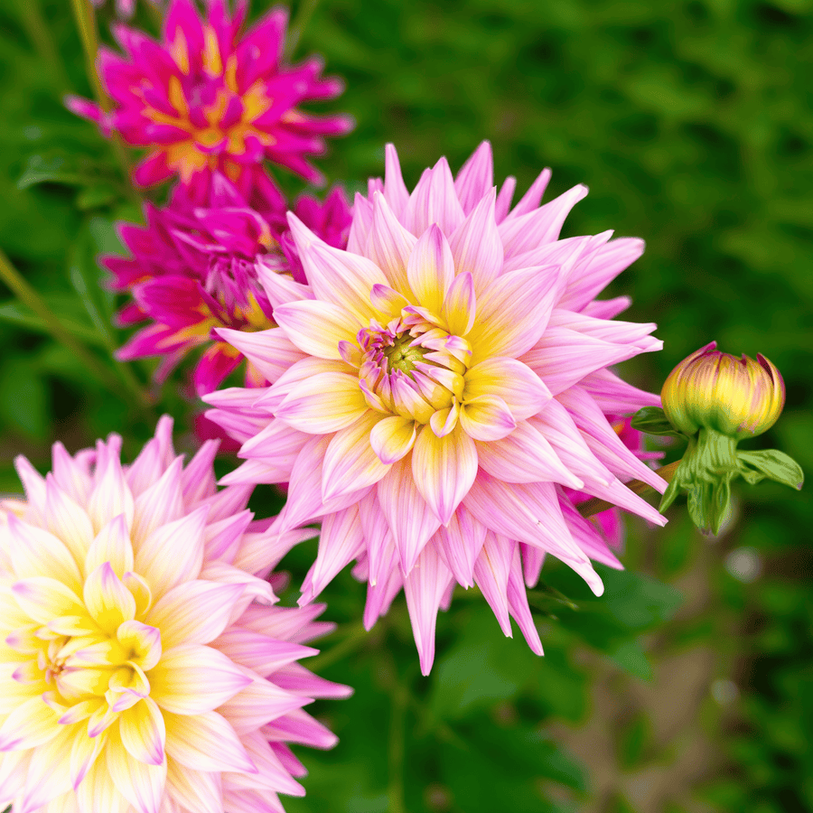 Dahlia Romantique