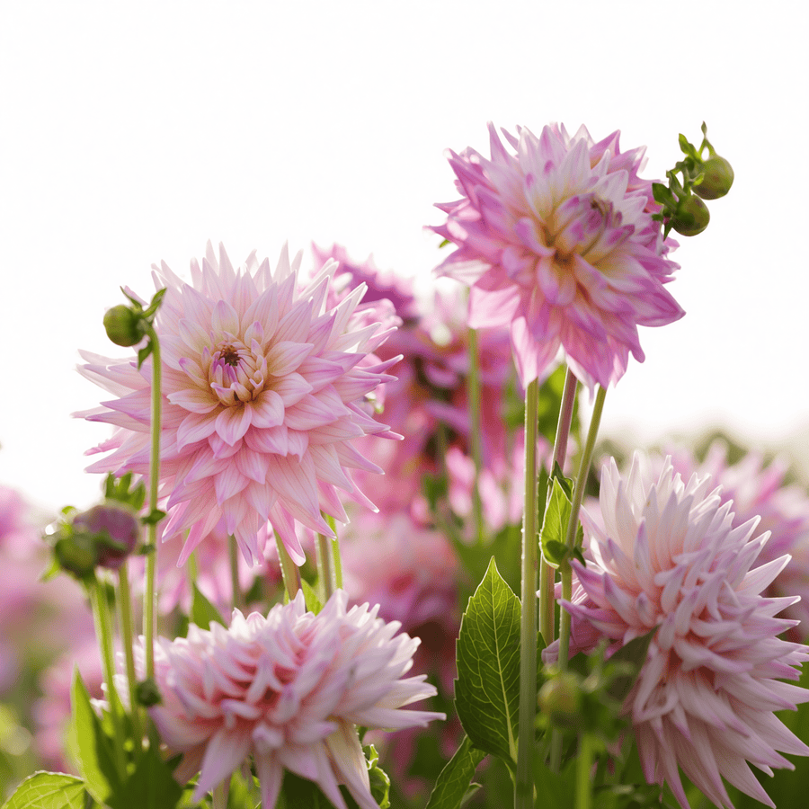 Dahlia Romantique