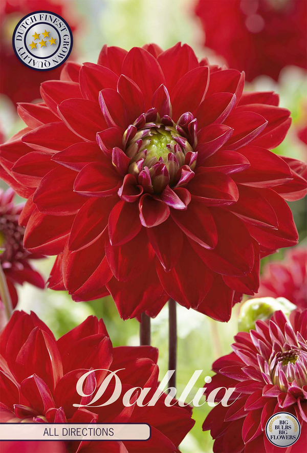 Dahlia All Directions