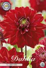 Dahlia All Directions