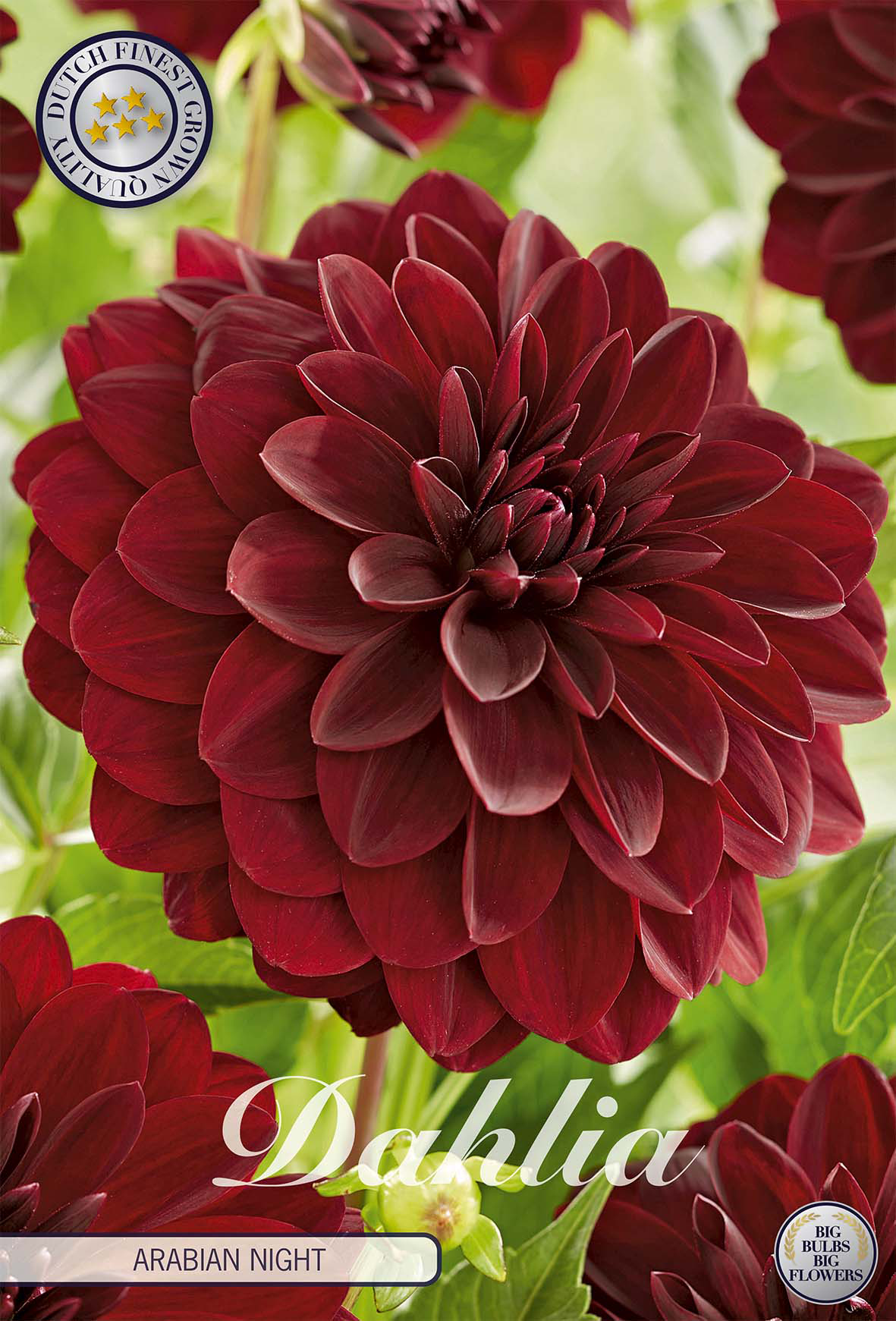 Dahlia Arabian Night