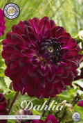 Dahlia Blue Bird