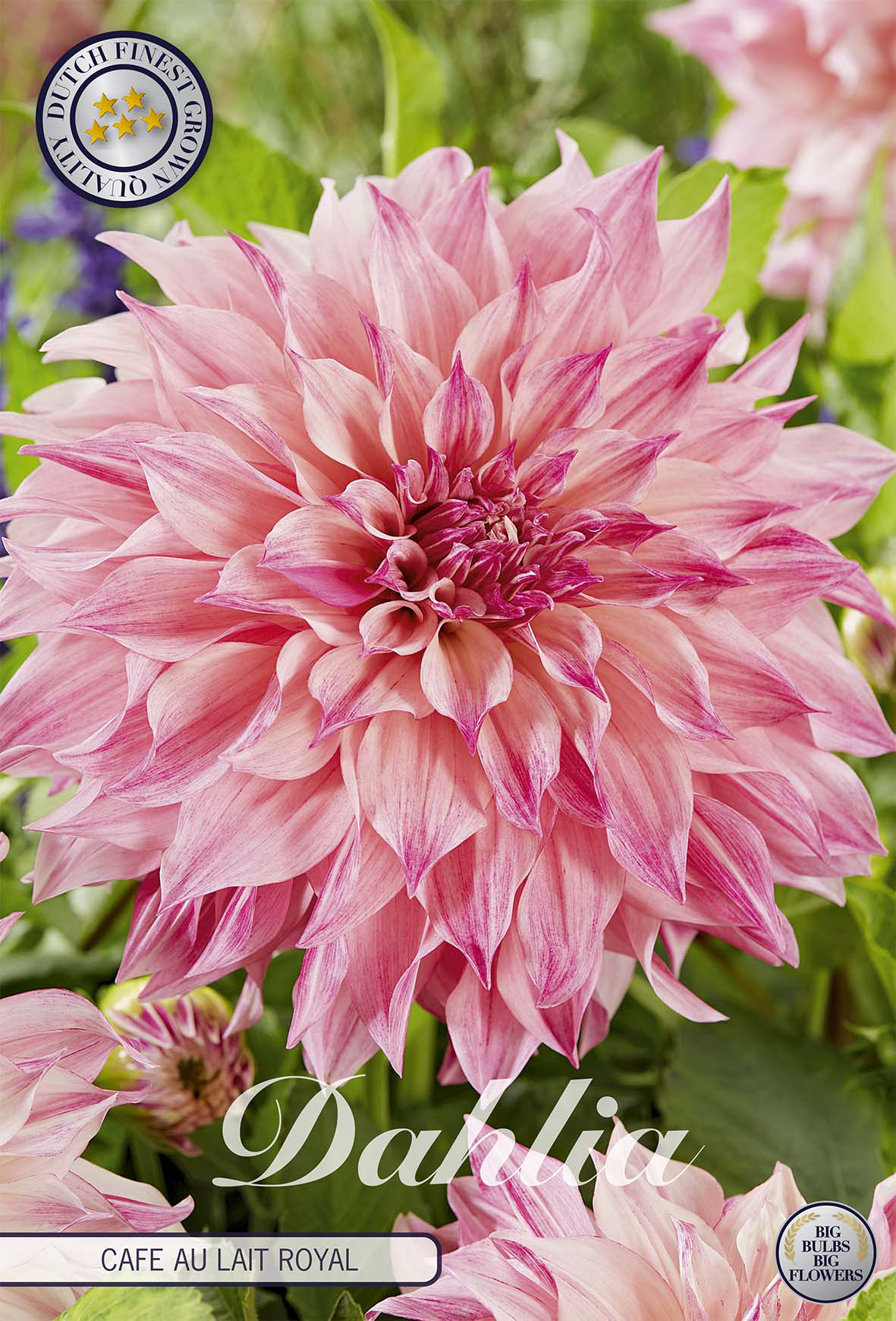 Dahlia Café au Lait Royal