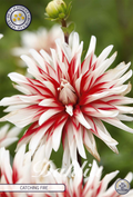 Dahlia Catching Fire