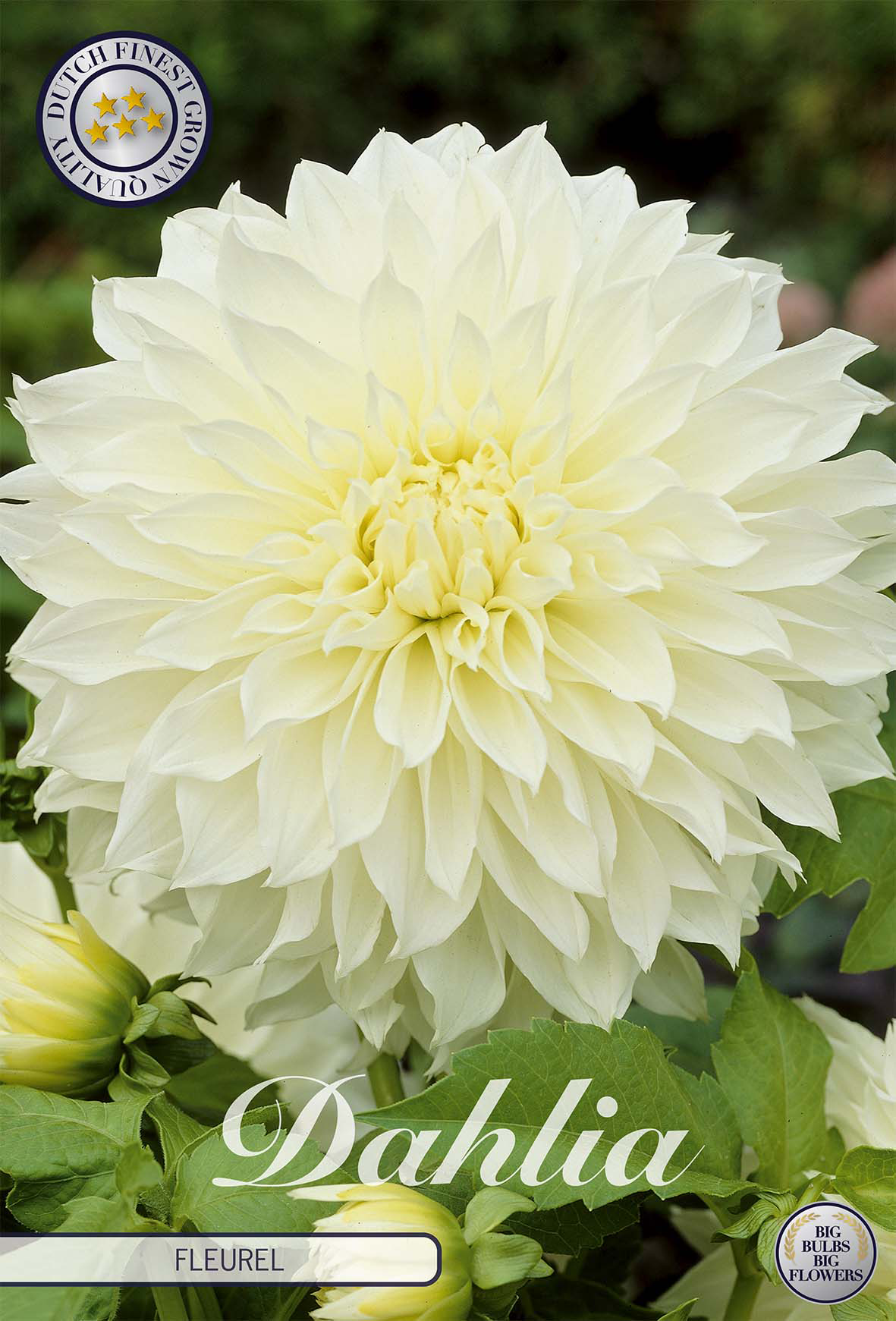 Dahlia Fleurel