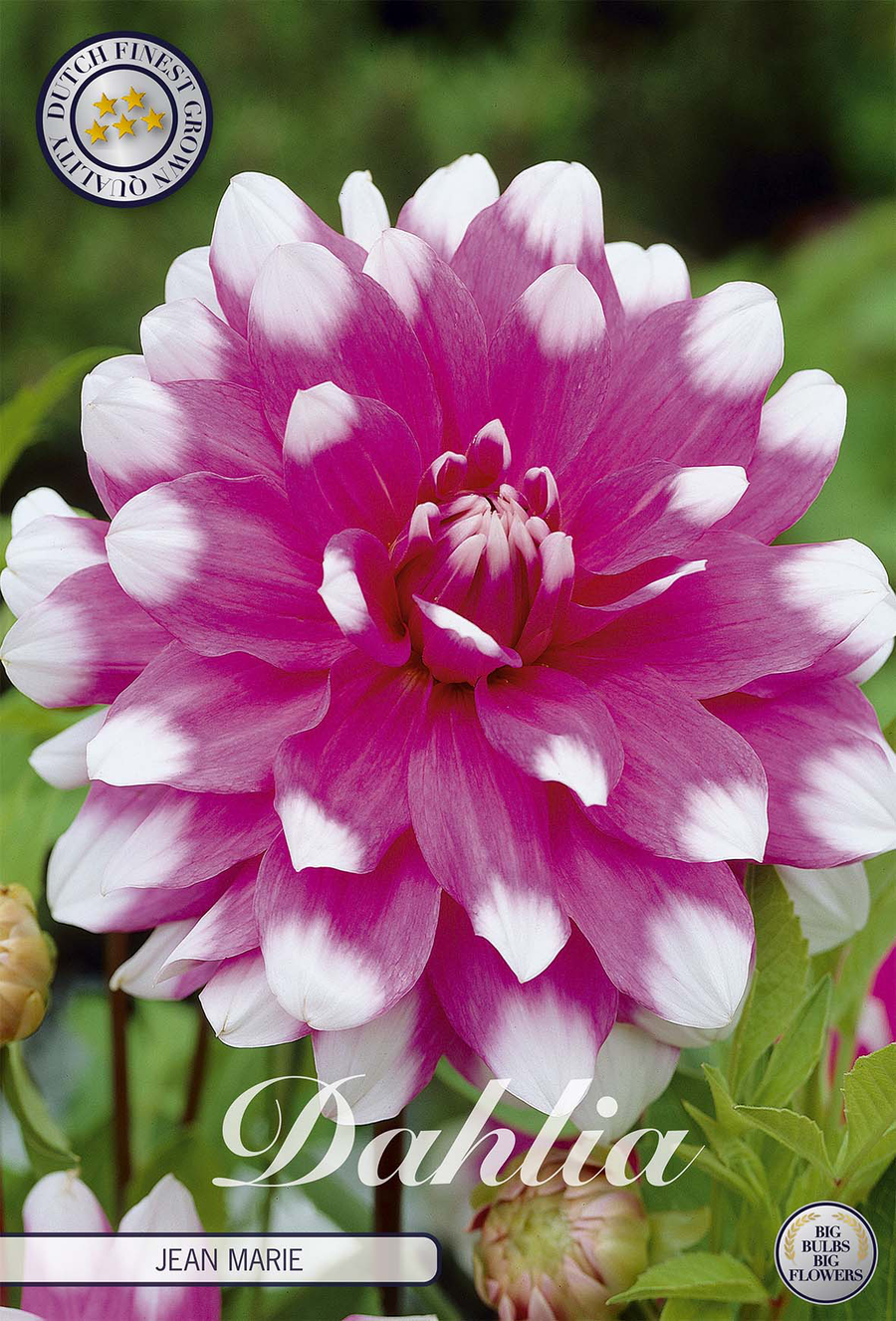Dahlia Jean Marie