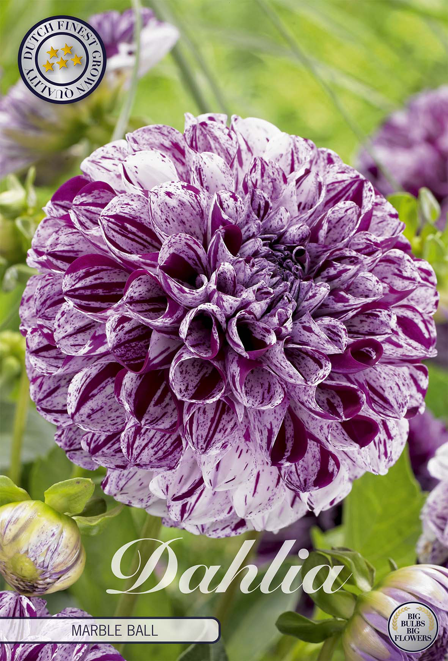 Dahlia Marble Ball