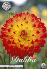 Dahlia Procyon