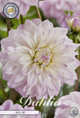 Dahlia Who Me