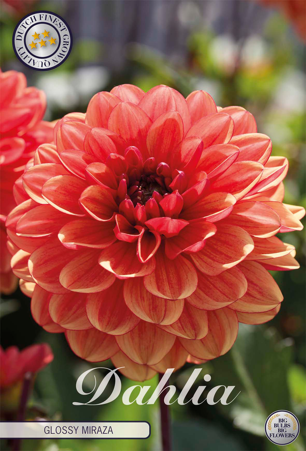 Dahlia Glossy Miraza