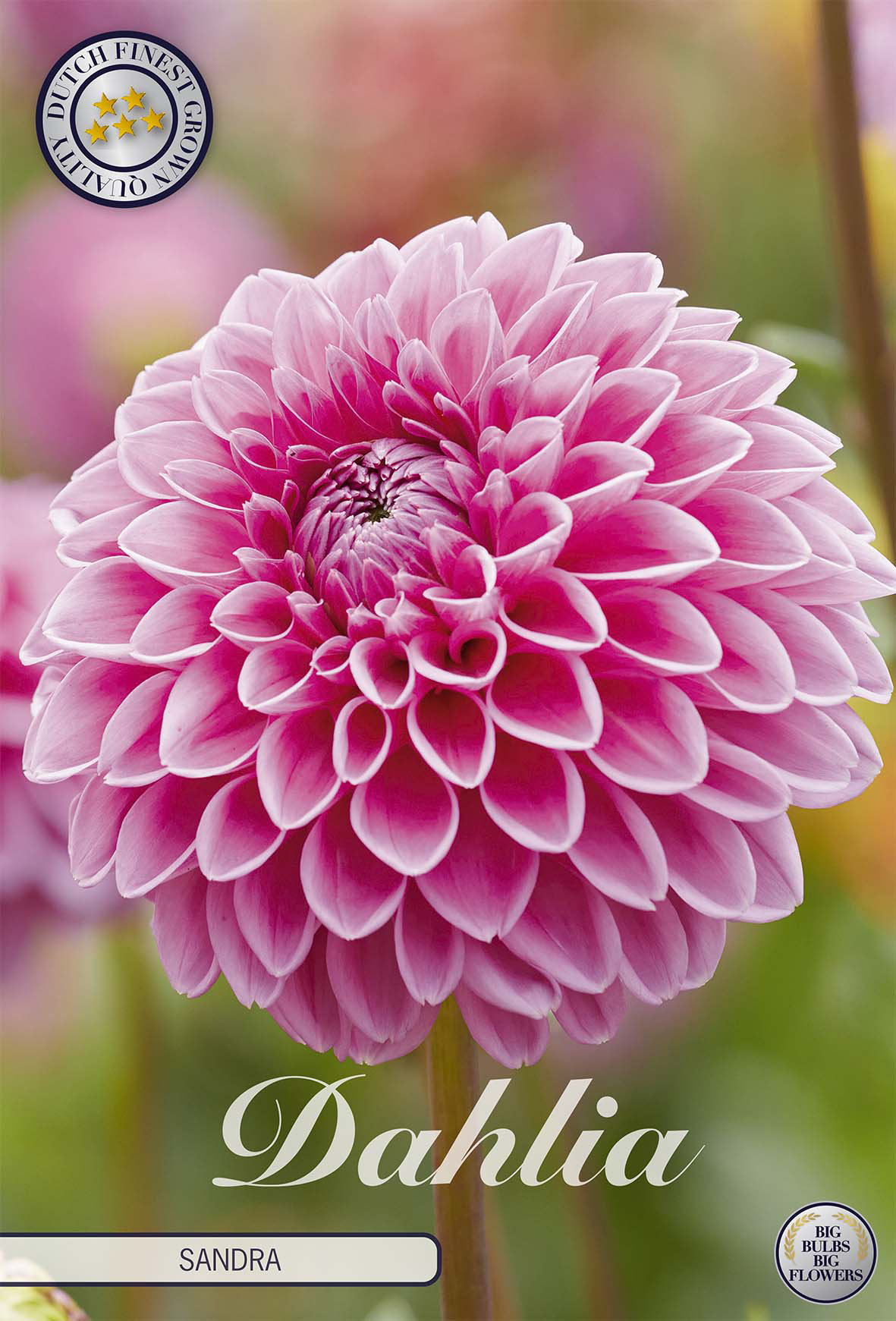 Dahlia Sandra