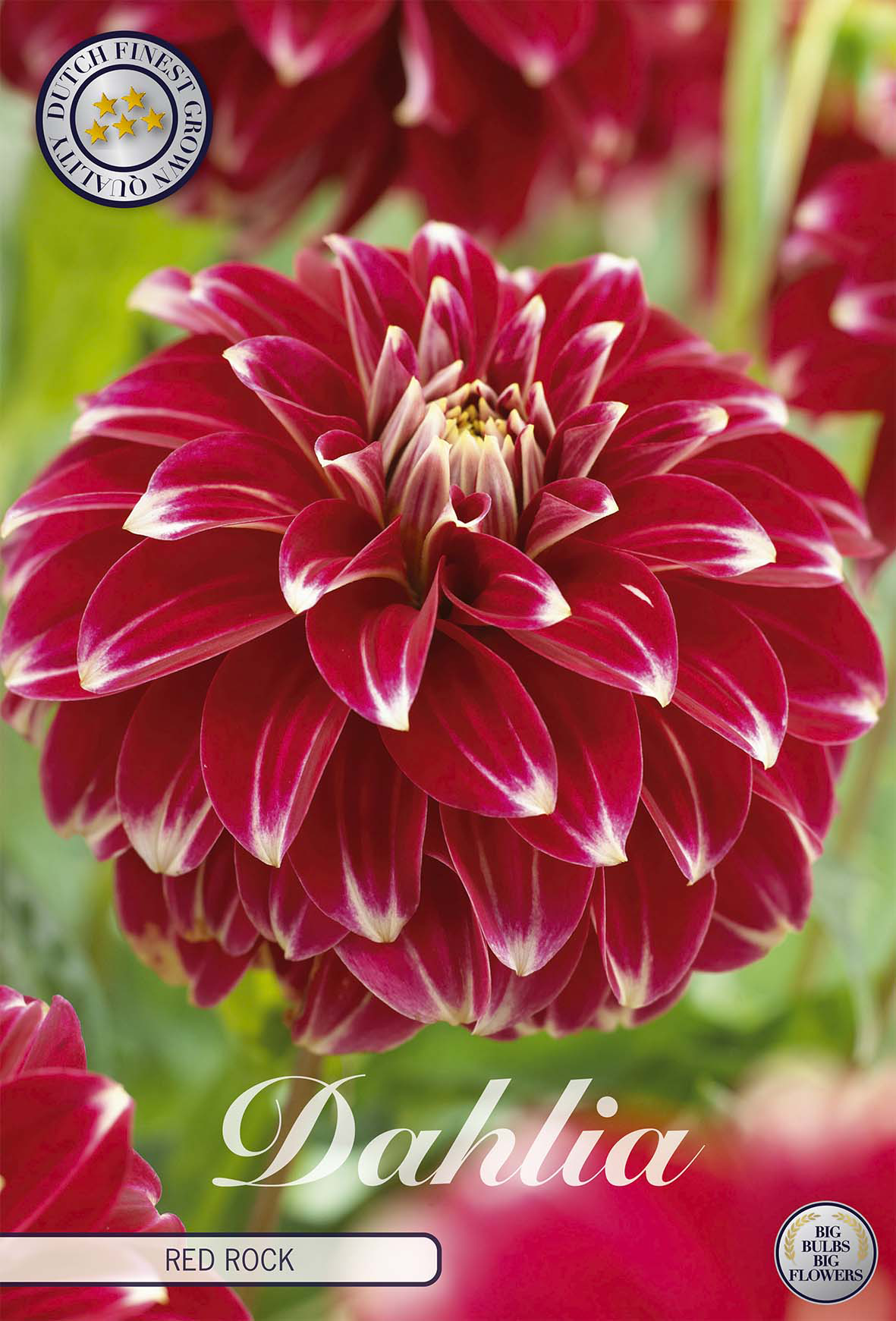 Dahlia Red Rock