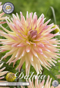Dahlia Cabana Banana