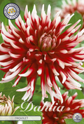 Dahlia Friquolet