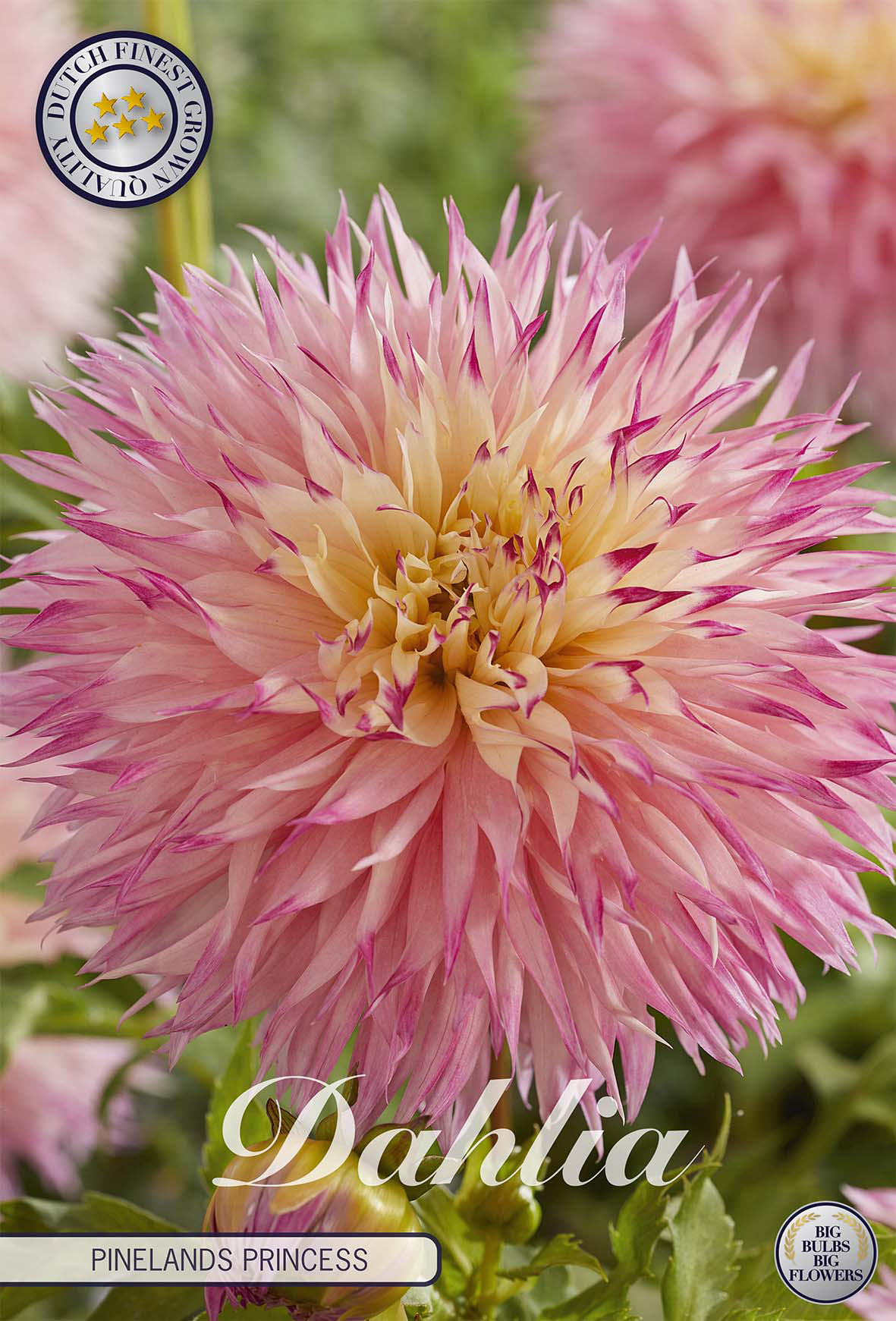 Dahlia Pinelands Princess