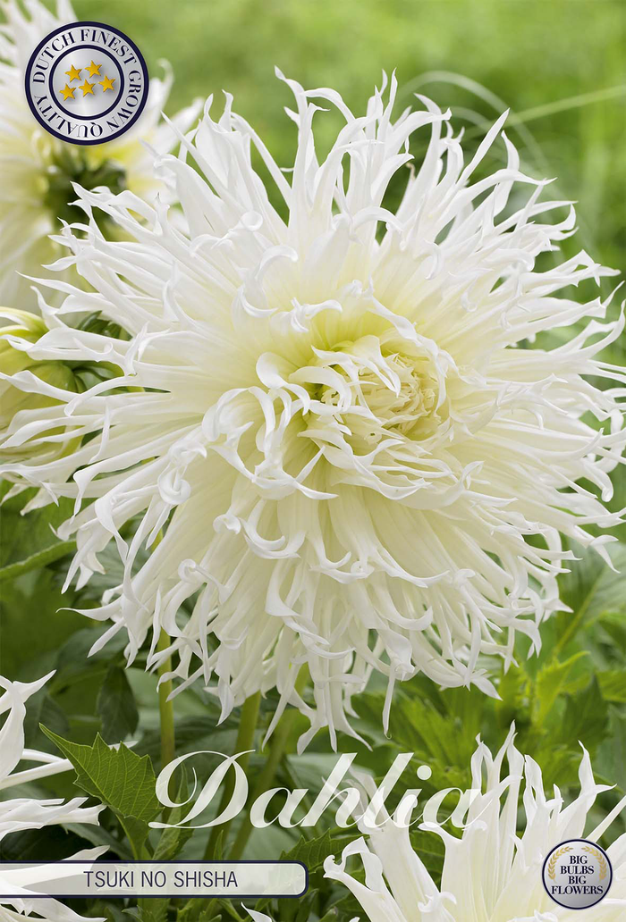 Dahlia Tsuki no Shisha