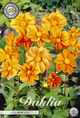 Dahlia GF Hemerick