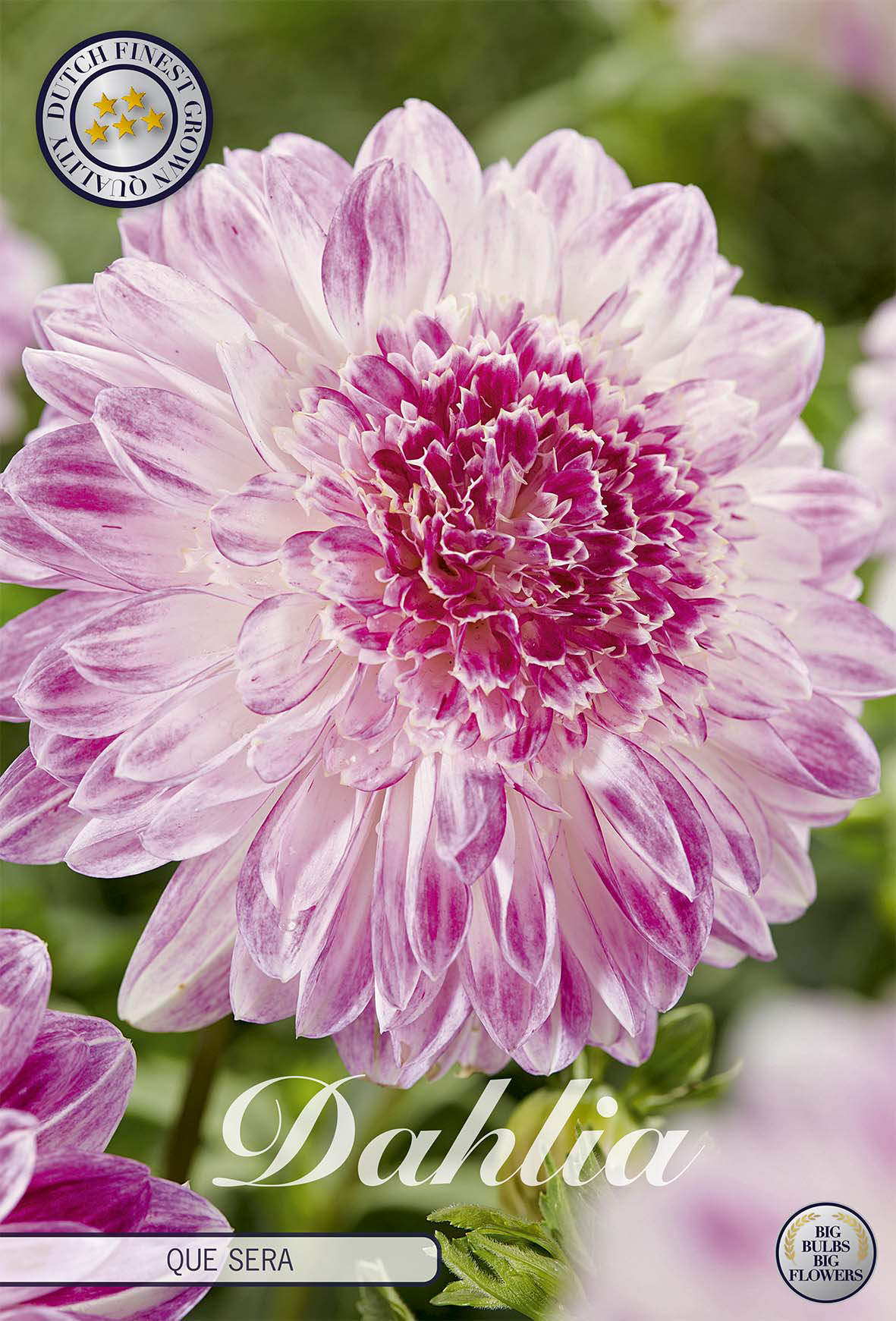 Dahlia Que Sera