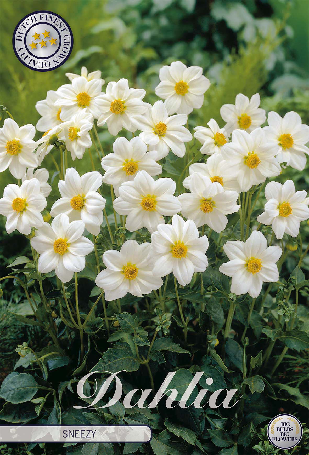 Dahlia Sneezy