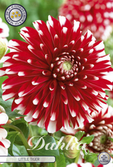 Dahlia Kleine Tijger