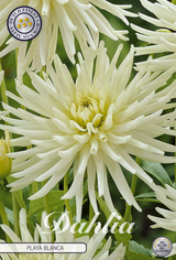 Dahlia Playa Blanca