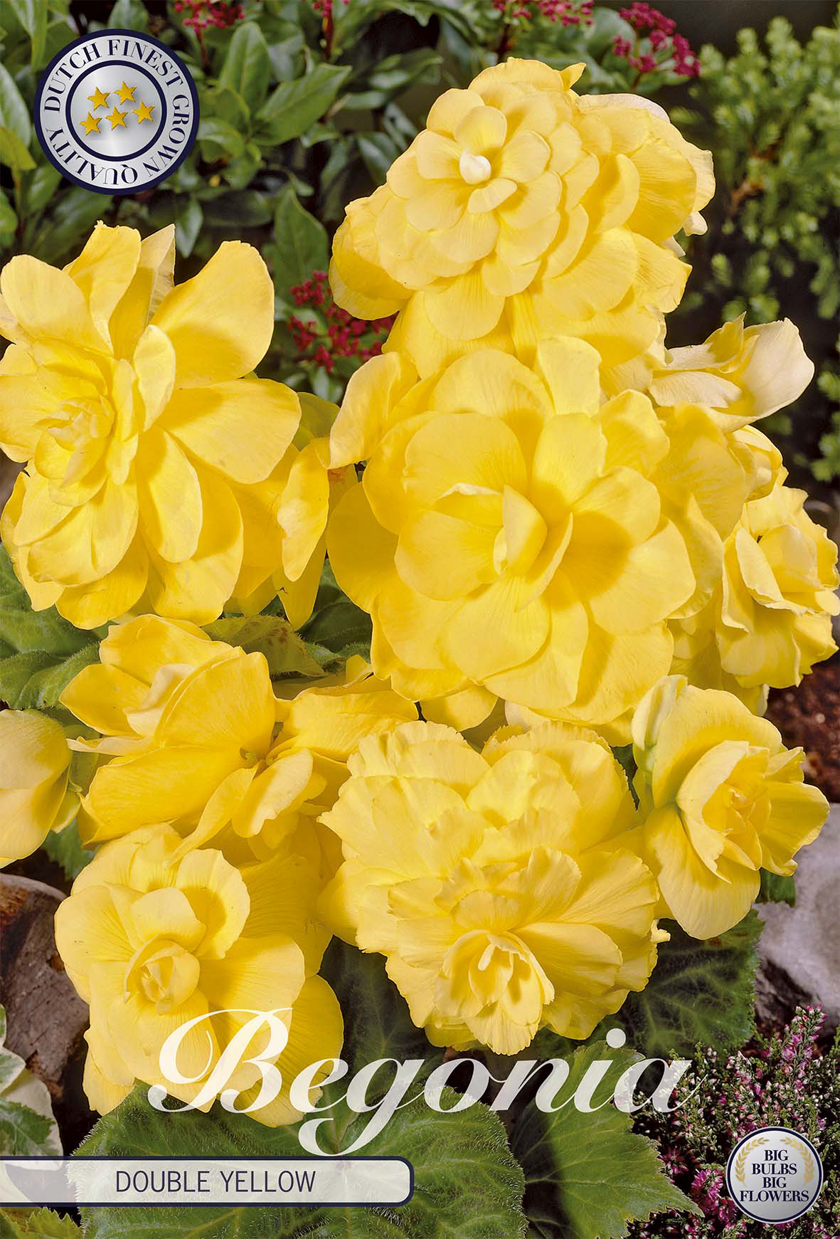 Begonia dubbel geel