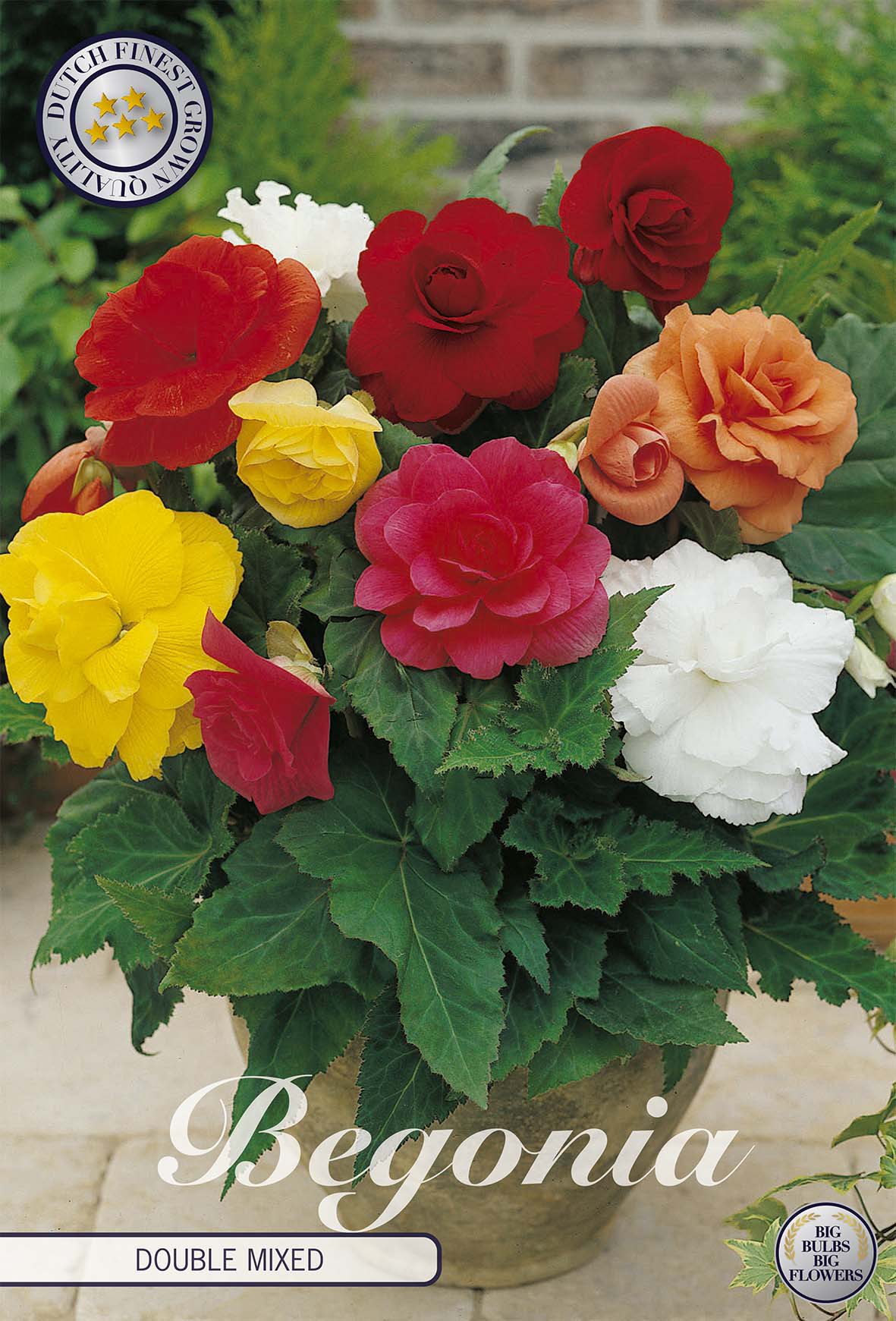Begonia gemengd