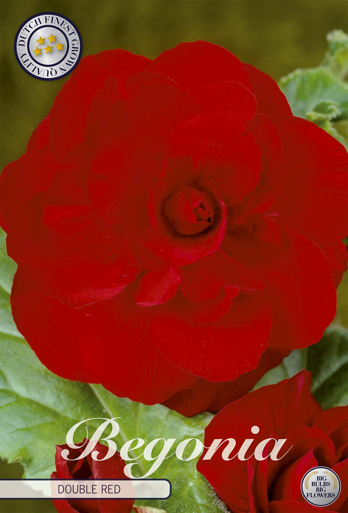 Begonia Dubbel Rood