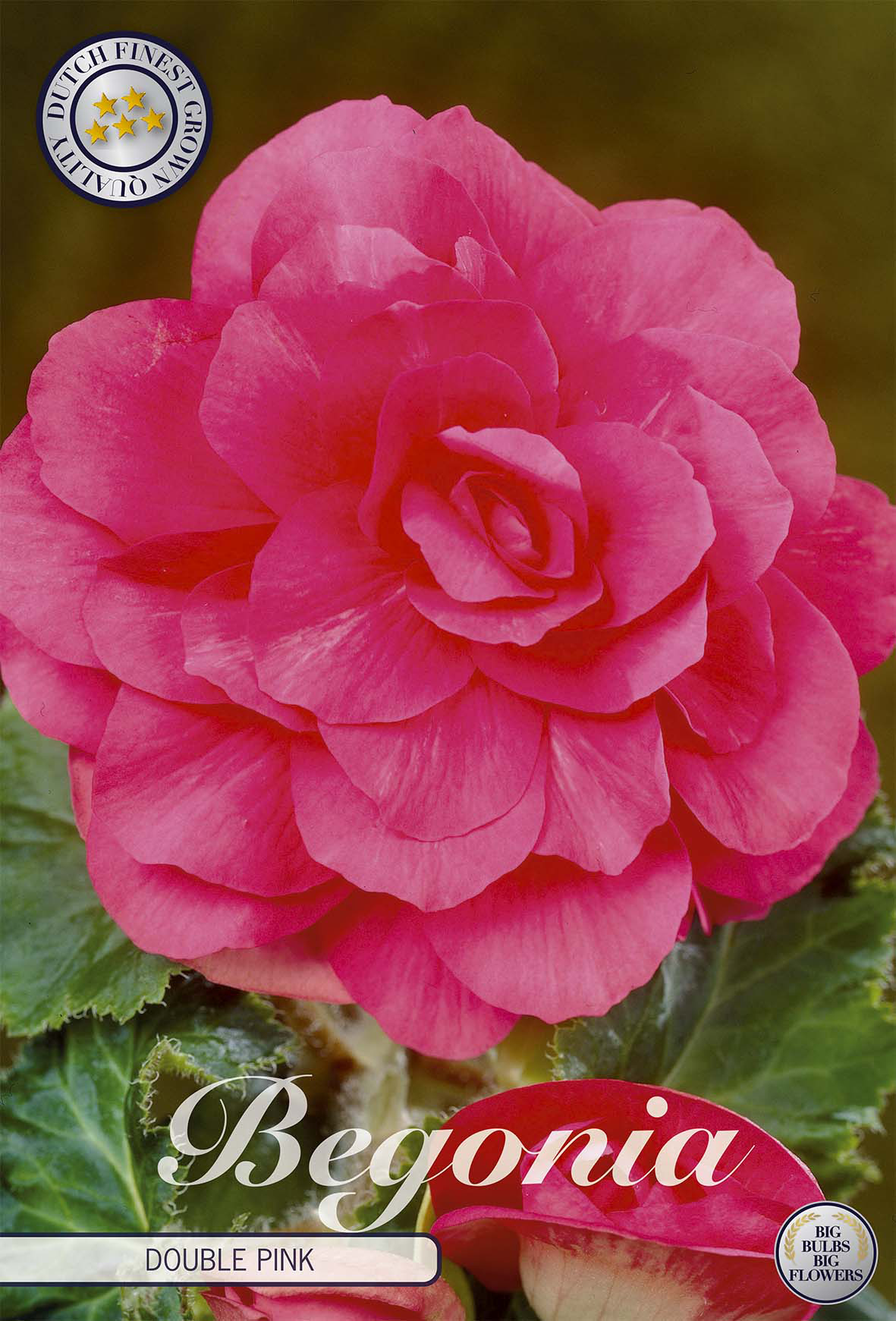 Begonia Roze