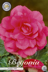 Begonia Roze