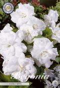 Begonia wit
