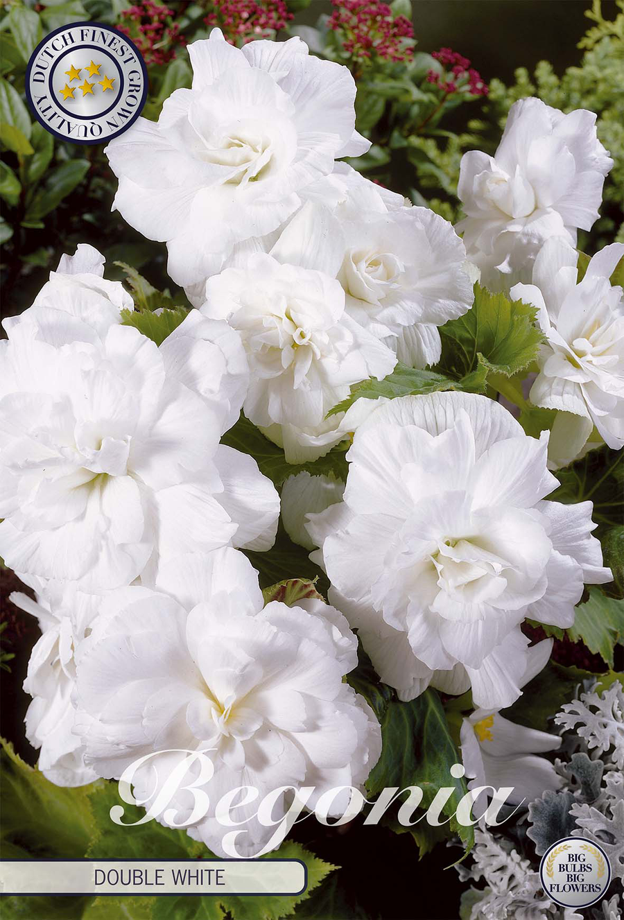 Begonia wit