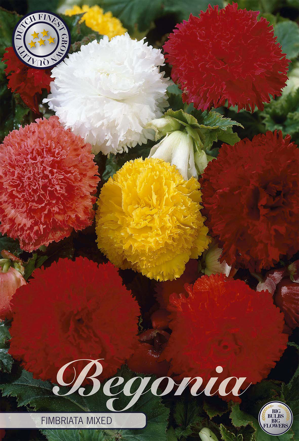 Begonia Fimbriata gemengd
