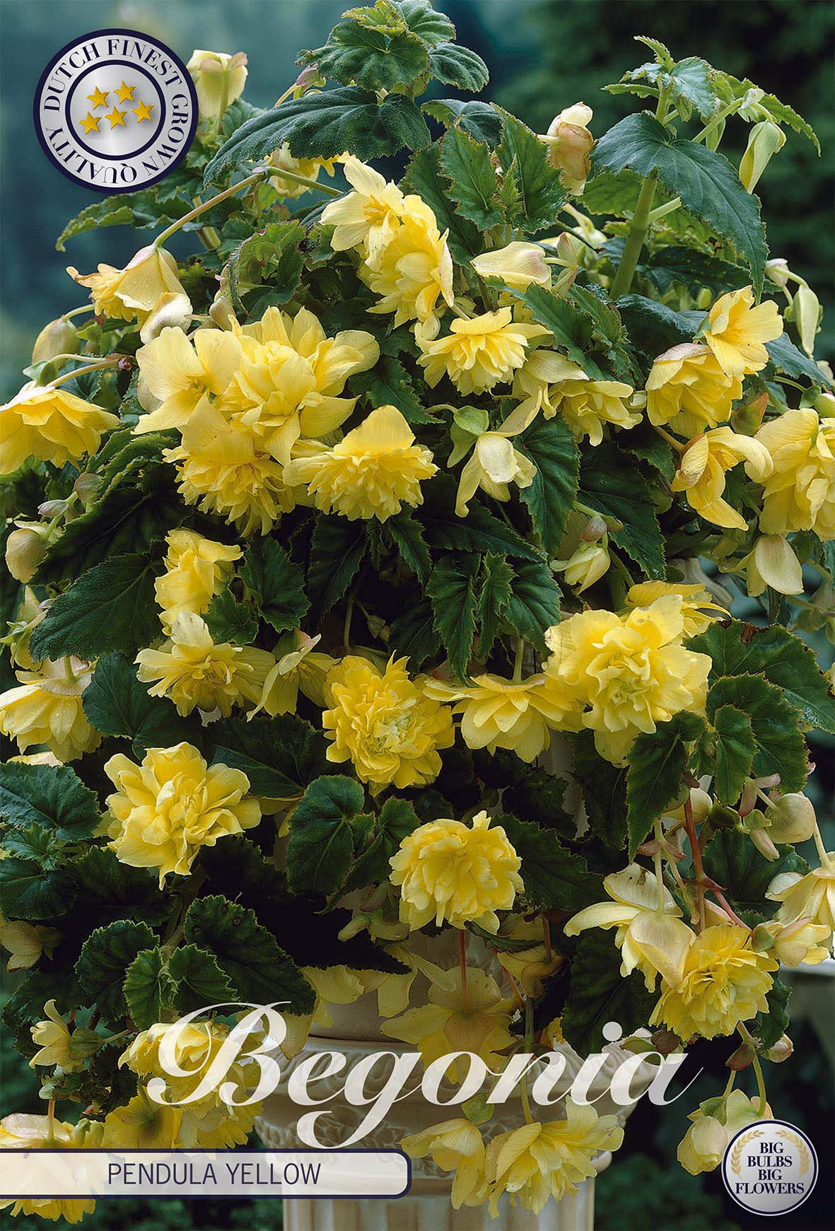 Begonia Pendula Geel