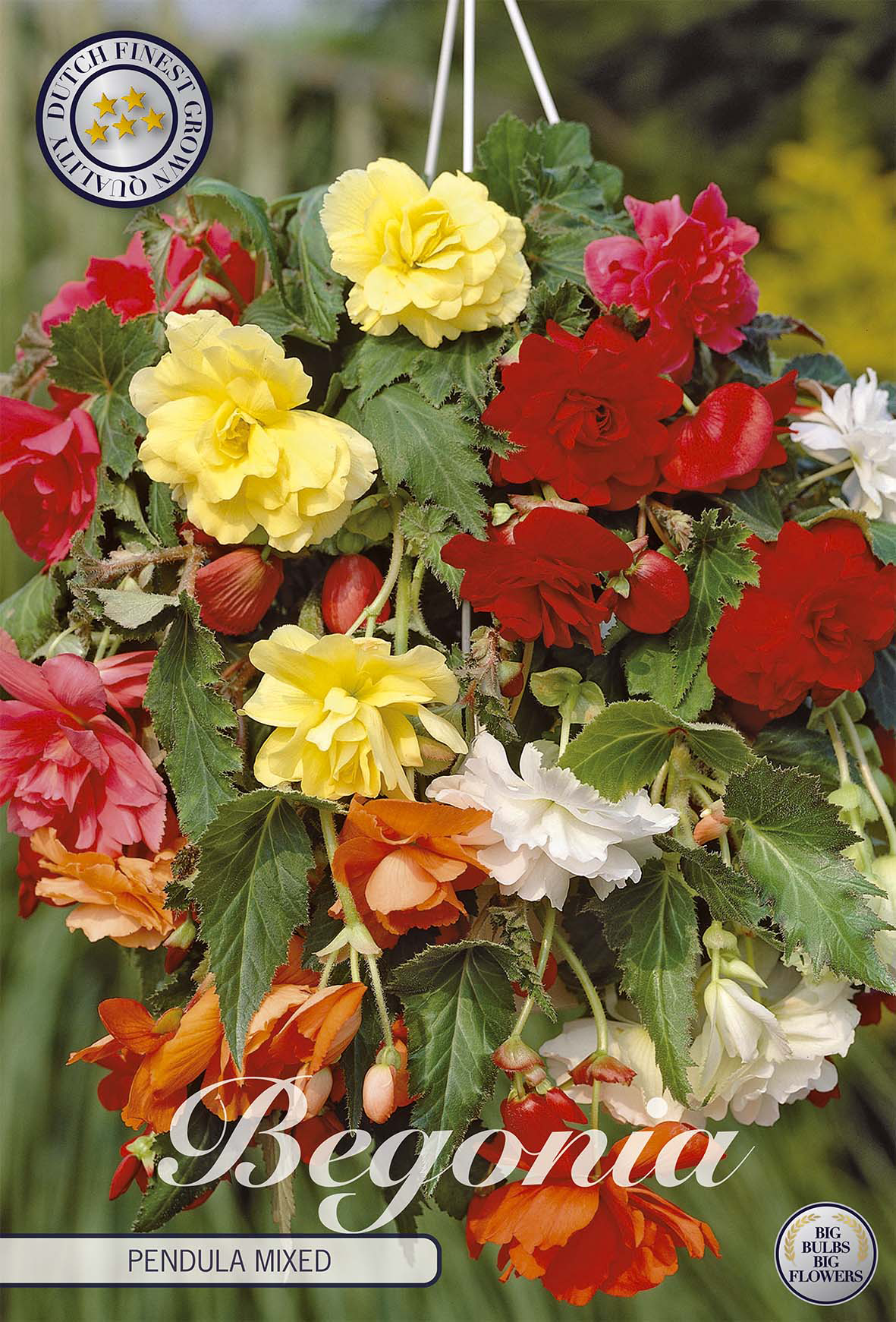 Begonia Pendula Gemengd