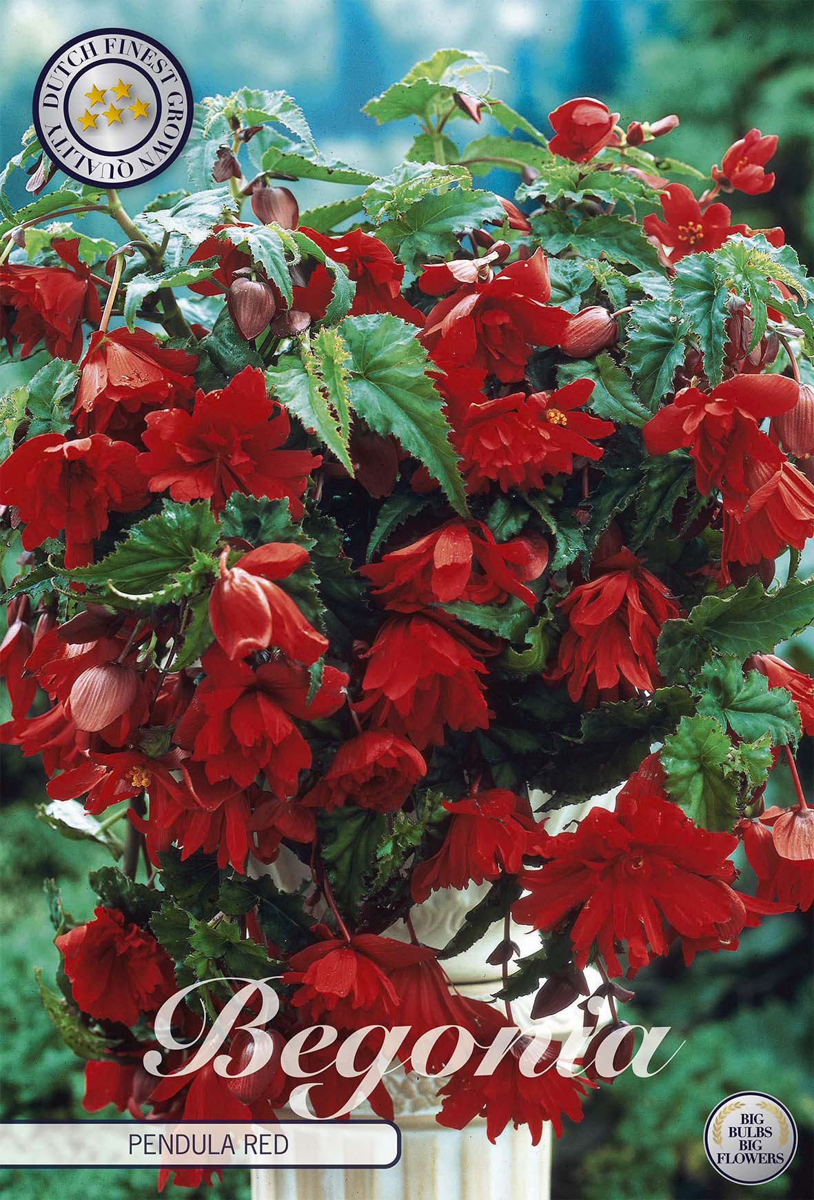Begonia Pendula Rood
