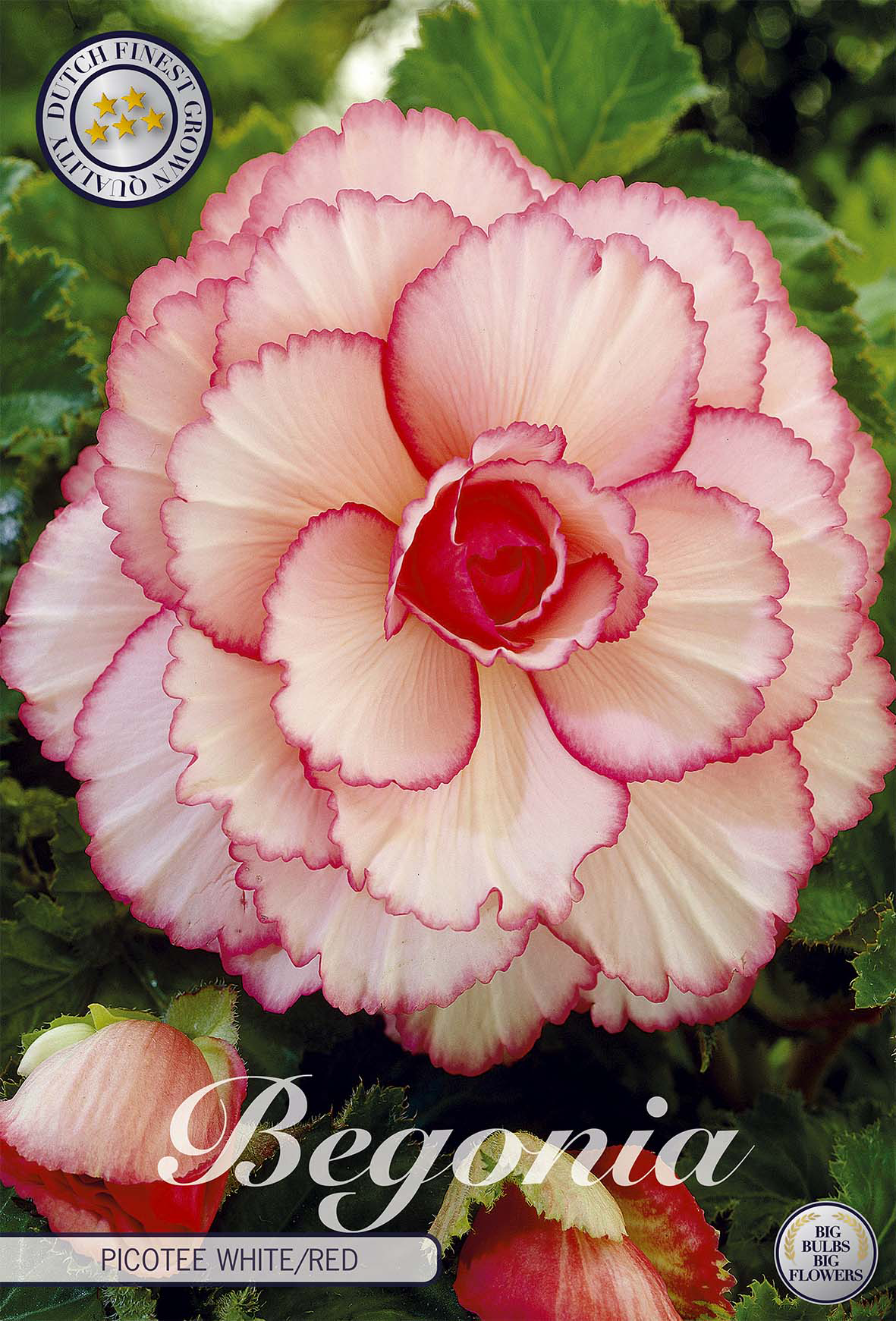 Begonia Picotee Wit Rood