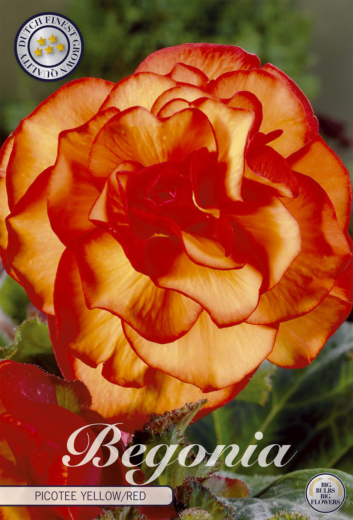 Begonia Picotee Geel Rood