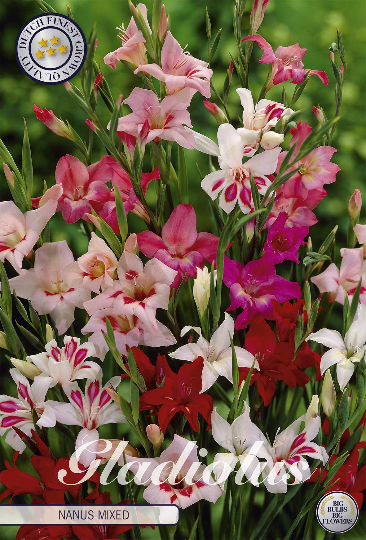 Gladiolus Nanus Gemengd