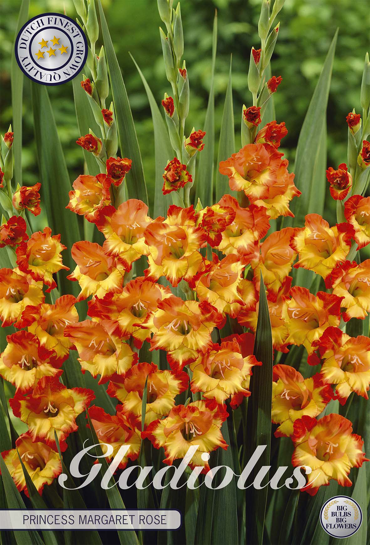 Gladiolus Prinses Margaret Rose